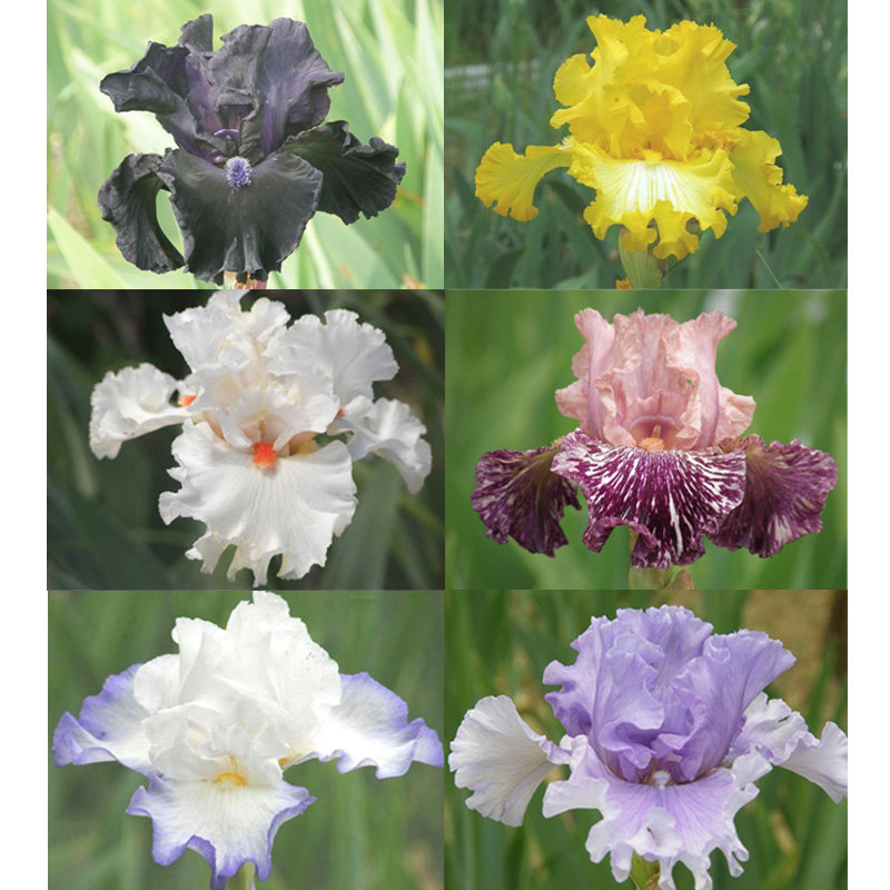 新花・高級花のセット