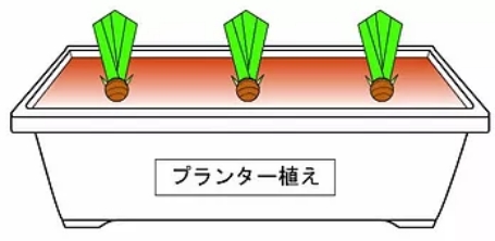 プランター植え