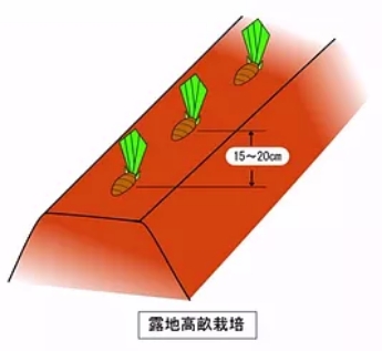 露地高畝栽培