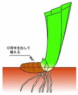 背中を出して植える