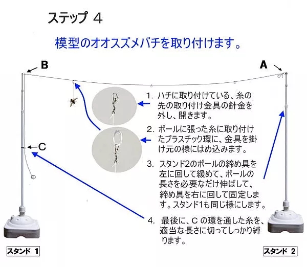 模型のオオスズメバチを取り付けます。①ハチに取り付けている、糸の先の取り付け金具の針金を外し、開きます。②ポールに張った糸に取り付けたプラスチック環に、金具を掛け元の様にはめ込みます。③スタンド2のポールの締め具を左に回して緩めて、ポールの長さを必要なだけ伸ばして、締め具を右に回して固定します。スタンド1も同じようにします。④最後に、Cの環を通した糸を、適当な長さに切ってしっかり縛ります。
