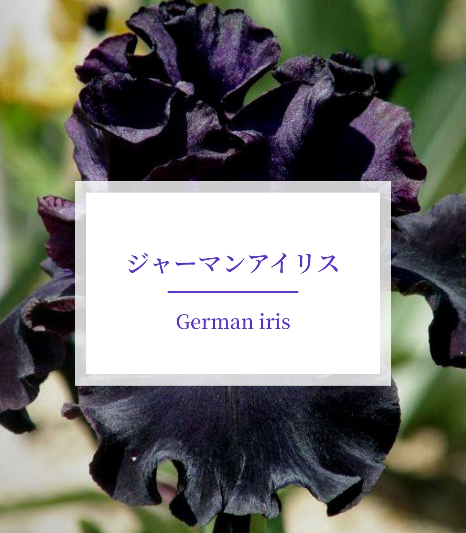 ジャーマンアイリス