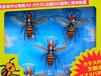 コナイカラス